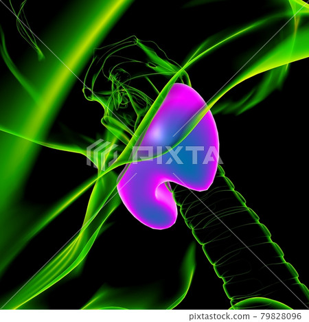 Thyroid Gland Anatomy For Medical Concept 3D Thyroid Gland Anatomy For Medical Concept 3D 79828096