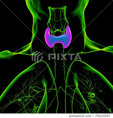 Thyroid Gland Anatomy For Medical Concept 3D Thyroid Gland Anatomy For Medical Concept 3D 79828097