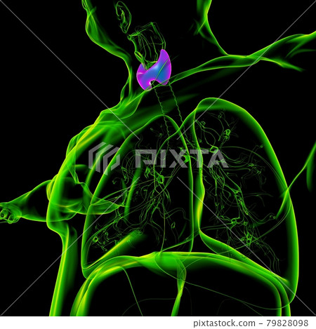 Thyroid Gland Anatomy For Medical Concept 3D Thyroid Gland Anatomy For Medical Concept 3D 79828098