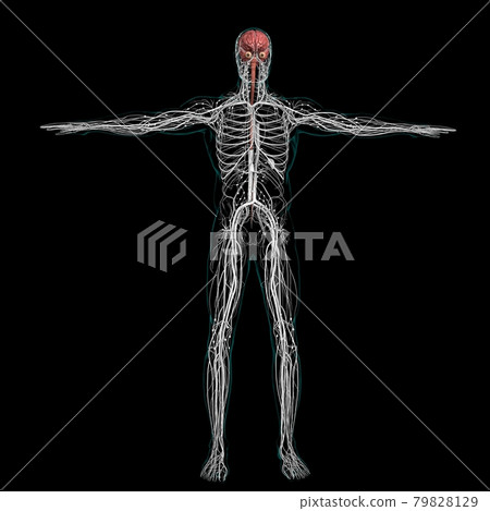 Human Brain Anatomy For Medical Concept 3D Rendering Human Brain Anatomy For Medical Concept 3D Rendering 79828129