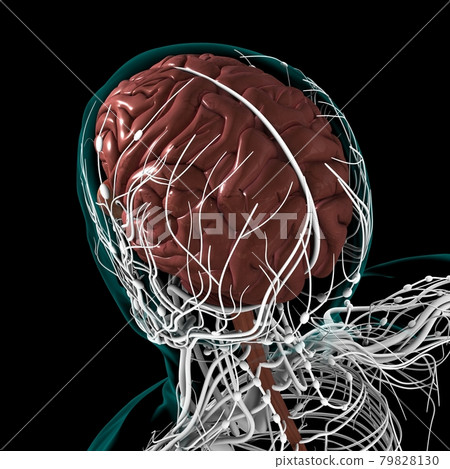 Human Brain Anatomy For Medical Concept 3D 79828130