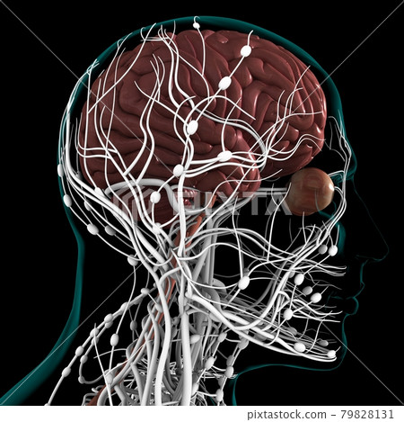 Human Brain Anatomy For Medical Concept 3D Human Brain Anatomy For Medical Concept 3D 79828131