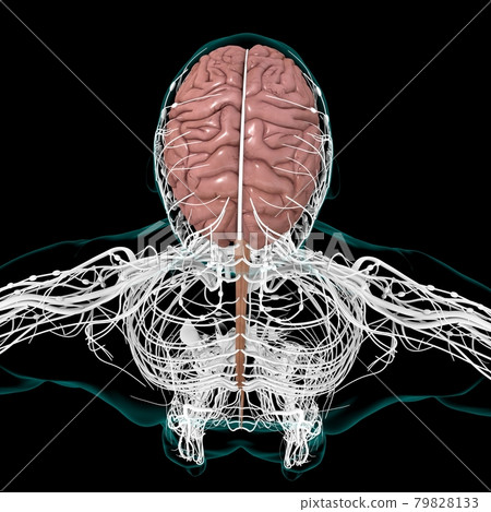 Human Brain Anatomy For Medical Concept 3D Human Brain Anatomy For Medical Concept 3D 79828133