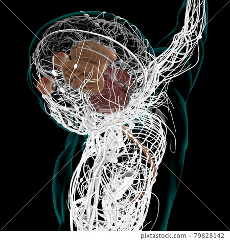 Human Brain inner parts Anatomy For Medical Concept 3D Human Brain inner parts Anatomy For Medical Concept 3D 79828142