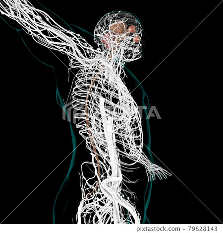 Human Brain inner parts Anatomy For Medical Concept 3D Human Brain inner parts Anatomy For Medical Concept 3D 79828143