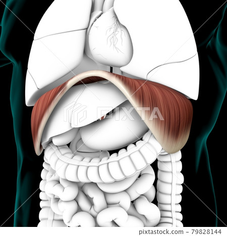 Diaphragm Human Respiratory System Anatomy For Medical Concept 3D Rendering 79828144