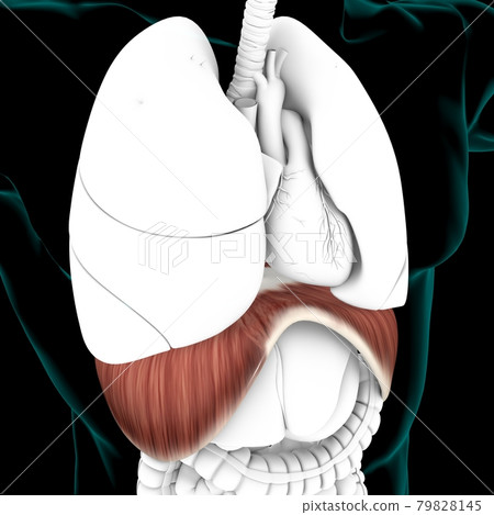 Diaphragm Human Respiratory System Anatomy For Medical Concept 3D Rendering 79828145