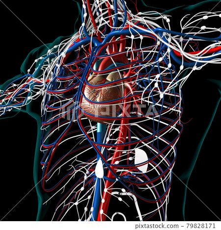 Human Heart With Circulatory System Anatomy For Medical Concept 3D Rendering Human Heart With Circulatory System Anatomy For Medical Concept 3D Rendering 79828171
