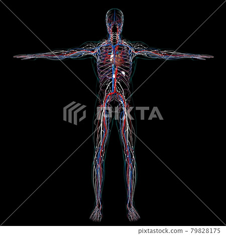 Human Heart With Circulatory System Anatomy For Medical Concept 3D Human Heart With Circulatory System Anatomy For Medical Concept 3D 79828175