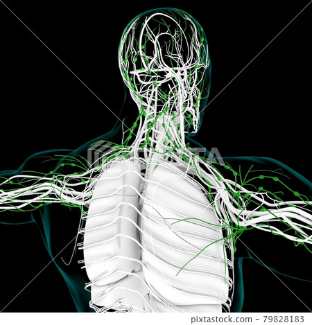 Human Lymph Nodes Anatomy For Medical Concept 3D Rendering 79828183