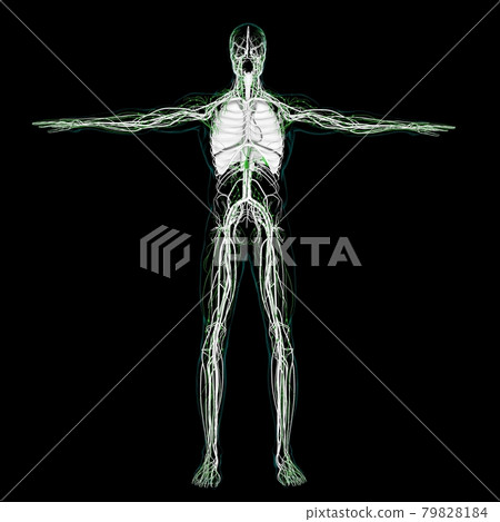 Human Lymph Nodes Anatomy For Medical Concept 3D Rendering 79828184