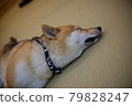 Shiba Inu正在睡覺 79828247