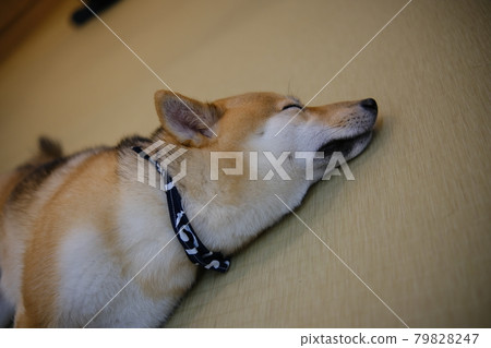 Shiba Inu正在睡覺 79828247