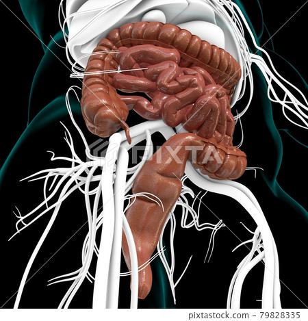 Small and Large Intestine 3D Illustration Human Digestive System Anatomy 79828335
