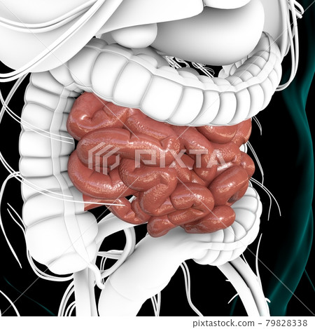 Small Intestine 3D Illustration Human Digestive System Anatomy 79828338