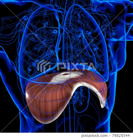 Diaphragm Human Respiratory System Anatomy For Medical Concept 3D Rendering Diaphragm Human Respiratory System Anatomy For Medical Concept 3D Rendering 79828544