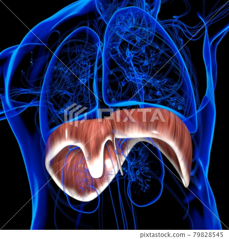 Diaphragm Human Respiratory System Anatomy For Medical Concept 3D Rendering Diaphragm Human Respiratory System Anatomy For Medical Concept 3D Rendering 79828545