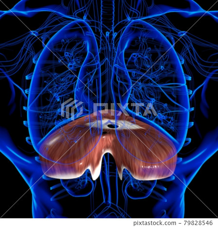 Diaphragm Human Respiratory System Anatomy For Medical Concept 3D Rendering 79828546