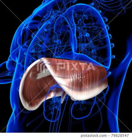 Diaphragm Human Respiratory System Anatomy For Medical Concept 3D Rendering Diaphragm Human Respiratory System Anatomy For Medical Concept 3D Rendering 79828547
