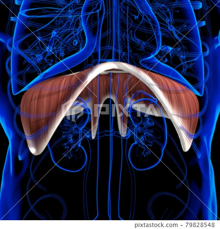 Diaphragm Human Respiratory System Anatomy For Medical Concept 3D Rendering Diaphragm Human Respiratory System Anatomy For Medical Concept 3D Rendering 79828548