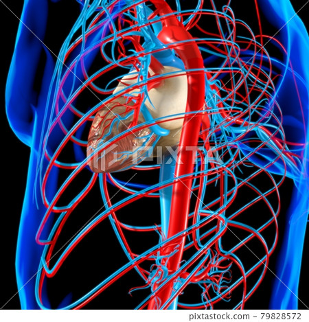 Human Heart With Circulatory System Anatomy For Medical Concept 3D Human Heart With Circulatory System Anatomy For Medical Concept 3D 79828572