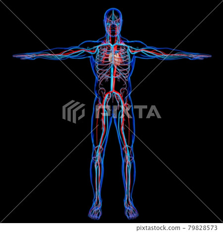 Human Heart With Circulatory System Anatomy For Medical Concept 3D Human Heart With Circulatory System Anatomy For Medical Concept 3D 79828573