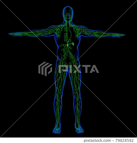 Human Lymph Nodes Anatomy For Medical Concept 3D Rendering 79828582