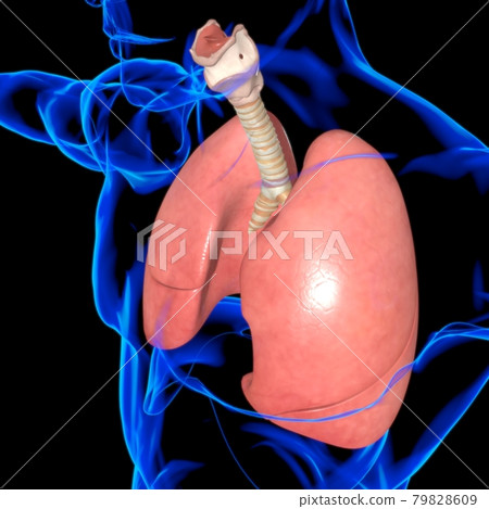 Lungs Human Respiratory System Anatomy For Medical Concept 3D Rendering Lungs Human Respiratory System Anatomy For Medical Concept 3D Rendering 79828609