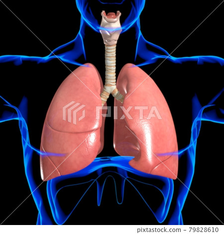 Lungs Human Respiratory System Anatomy For Medical Concept 3D Rendering Lungs Human Respiratory System Anatomy For Medical Concept 3D Rendering 79828610