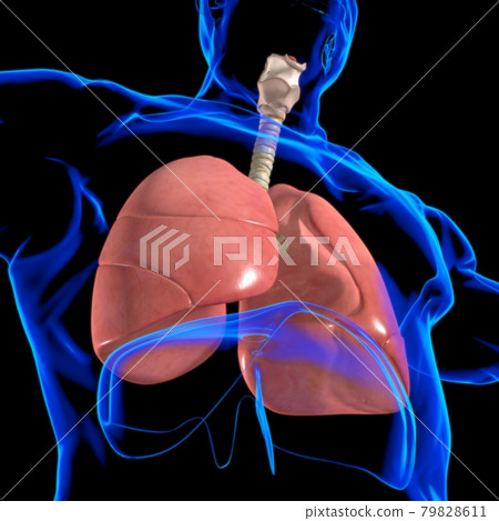 Lungs Human Respiratory System Anatomy For Medical Concept 3D Rendering 79828611