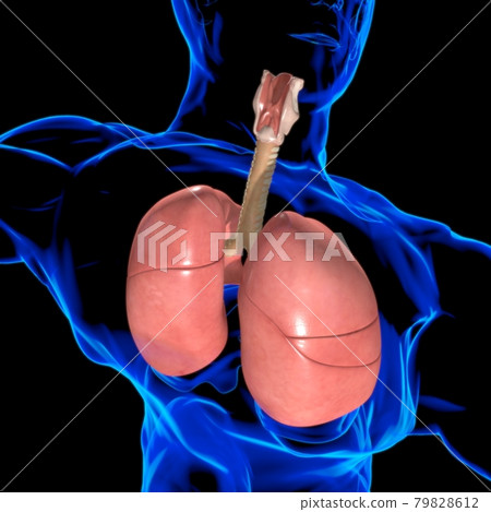 Lungs Human Respiratory System Anatomy For Medical Concept 3D Rendering Lungs Human Respiratory System Anatomy For Medical Concept 3D Rendering 79828612