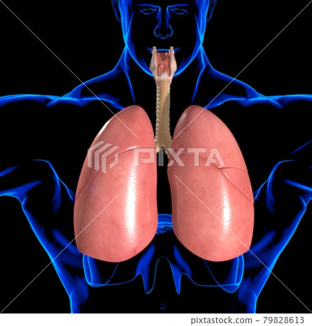 Lungs Human Respiratory System Anatomy For Medical Concept 3D Rendering Lungs Human Respiratory System Anatomy For Medical Concept 3D Rendering 79828613