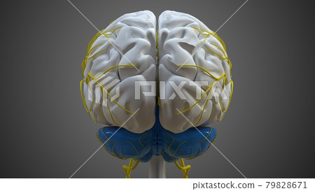 Brain Cerebellum Anatomy For Medical Concept 3D Brain Cerebellum Anatomy For Medical Concept 3D 79828671