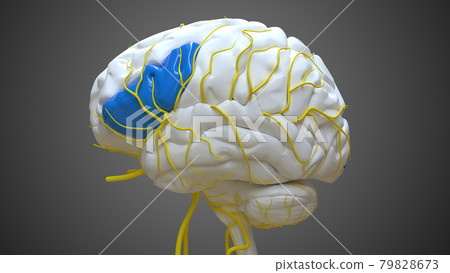 Brain inferior frontal gyrus Anatomy For Medical Concept 3D Brain inferior frontal gyrus Anatomy For Medical Concept 3D 79828673