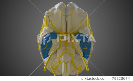 Brain inferior temporal gyrus Anatomy For Medical Concept 3D Brain inferior temporal gyrus Anatomy For Medical Concept 3D 79828674