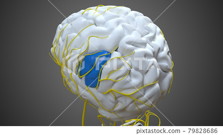Brain supramarginal gyrus Anatomy For Medical Concept 3D Brain supramarginal gyrus Anatomy For Medical Concept 3D 79828686