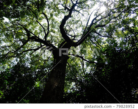 Camphor tree Camphor tree 79828952