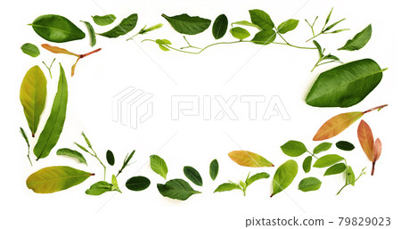 Various Isolated Leaf Lay on White background as Rectangle Frame Shape. Design for Decoration. Top View. Clean and Minimalist 79829023