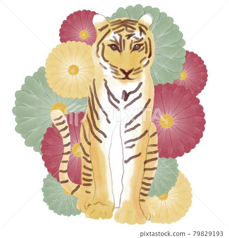 Tiger sitting elegantly 79829193