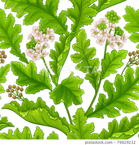 crambe plant pattern on white background crambe plant pattern on white background 79829212
