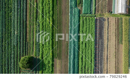 Bio farmer field farming vegetable agricultural farm garden plantation fruit tree dron aerial video shot leaf curly cabbage kale winter plant leaves organic plantation harvest vegetables, greenhouse Bio farmer field farming vegetable agricultural farm garden plantation fruit tree dron aerial video shot leaf curly cabbage kale winter plant leaves organic plantation harvest vegetables, greenhouse 79829246