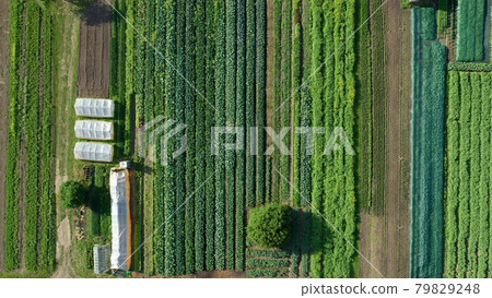 Farm garden bio farmer field farming vegetable agricultural plantation fruit tree dron aerial video shot leaf curly cabbage kale winter plant leaves organic plantation harvest vegetables, greenhouse 79829248