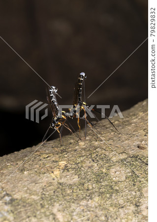 Kissing Ichneumon wasp 79829832