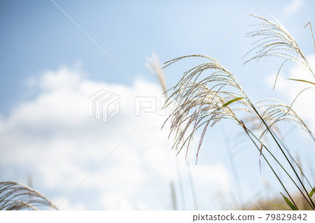 Miscanthus blue sky up 79829842