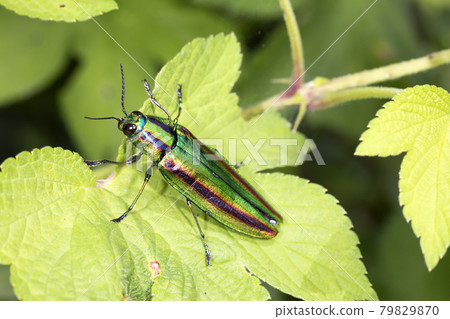 A badger beetle 79829870