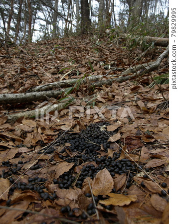 Satoyama creatures, Japanese serow manure left on dead leaves, Takkomori, Miyagi Prefecture 79829995
