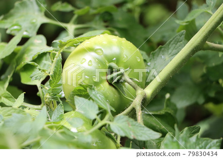 Green cherry tomatoes before ripening after the rain Green cherry tomatoes before ripening after the rain 79830434
