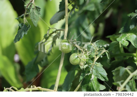 蔬菜園成熟前的綠色櫻桃番茄 蔬菜園成熟前的綠色櫻桃番茄 79830442