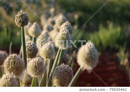 陽光下的洋蔥花 陽光下的洋蔥花 79830462