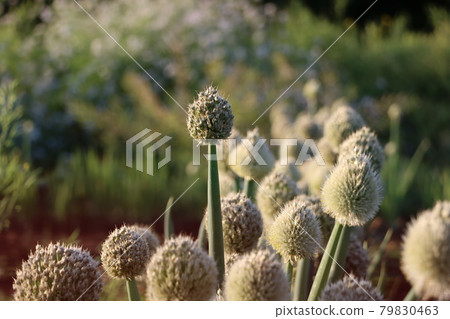Onion flowers in the sun 79830463